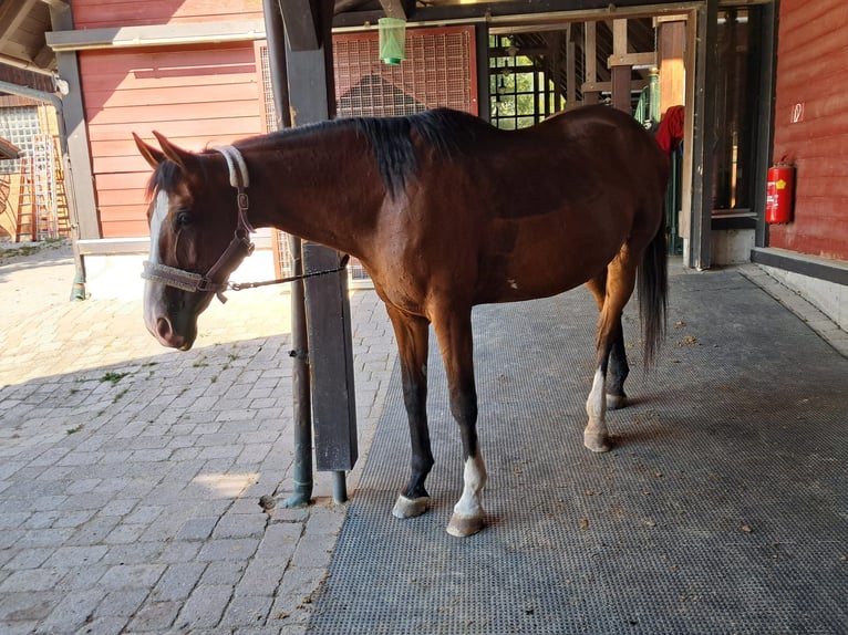 KWPN Jument 20 Ans 168 cm Bai in Reutte