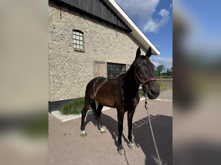 KWPN Jument 20 Ans 170 cm Bai brun in Nijverdal