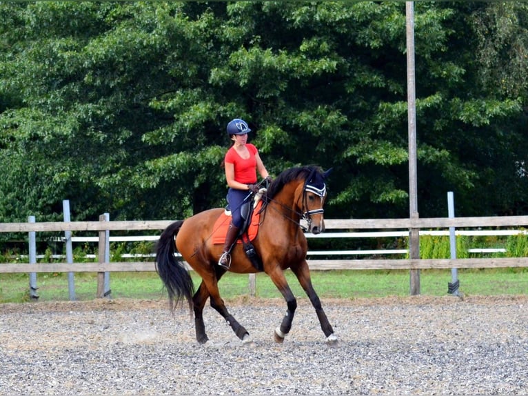 KWPN Jument 20 Ans 170 cm Bai in Nistelrode