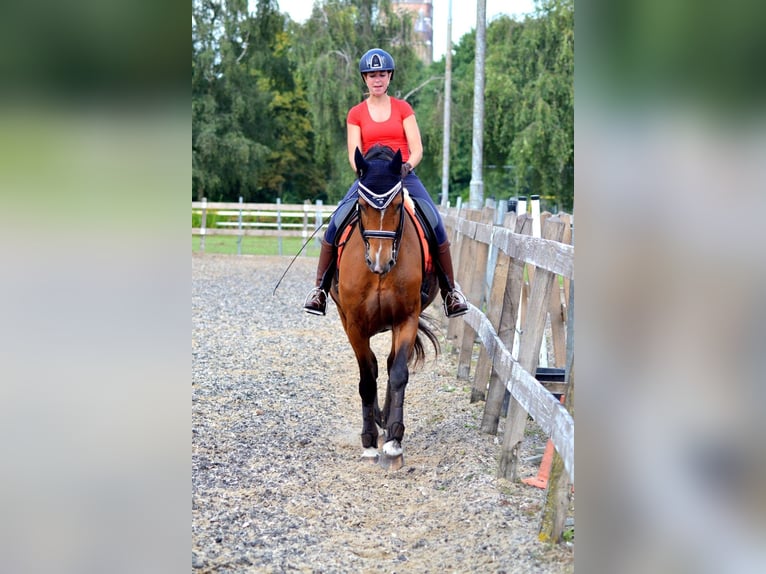 KWPN Jument 20 Ans 170 cm Bai in Nistelrode