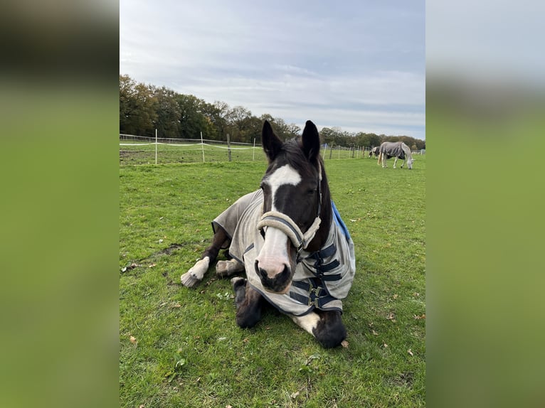 KWPN Jument 21 Ans 175 cm Bai brun foncé in Quickborn