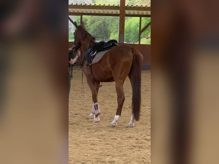 KWPN Croisé Jument 22 Ans 163 cm Alezan brûlé in Homburg