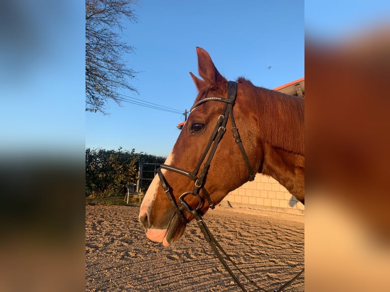 KWPN Croisé Jument 22 Ans 163 cm Alezan brûlé in Homburg