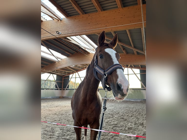 KWPN Croisé Jument 22 Ans 163 cm Alezan brûlé in Homburg