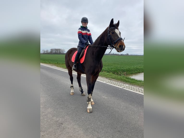 KWPN Jument 23 Ans 170 cm Bai brun in Nieuwendijk