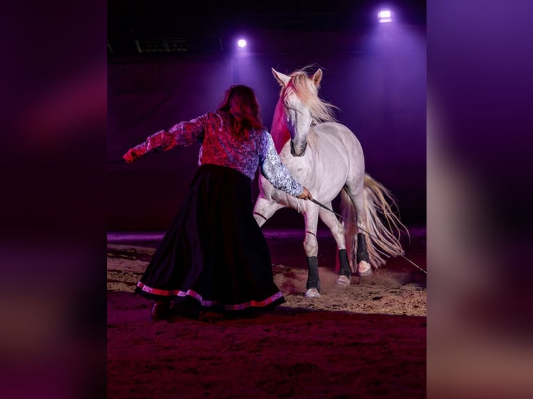 KWPN Jument 2 Ans 152 cm Gris in Scheffau am Wilden Kaiser
