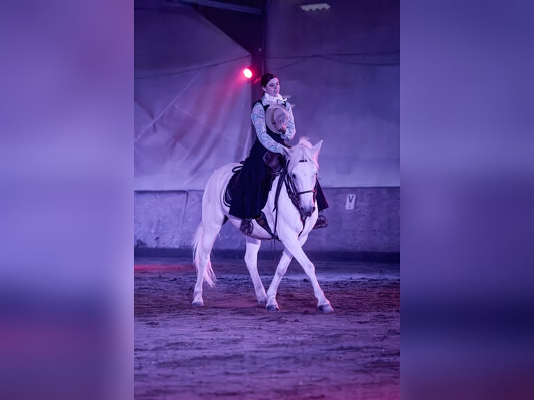 KWPN Jument 2 Ans 152 cm Gris in Scheffau am Wilden Kaiser