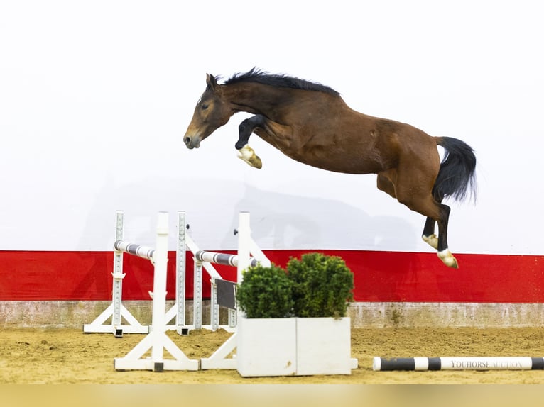 KWPN Jument 2 Ans 155 cm  in Waddinxveen