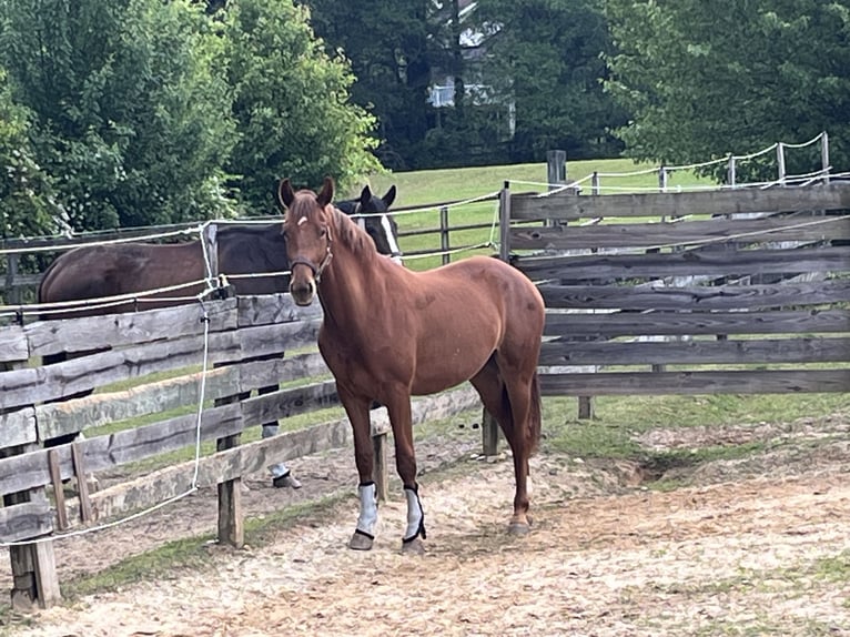 KWPN Jument 2 Ans 157 cm Alezan brûlé in Inman, SC