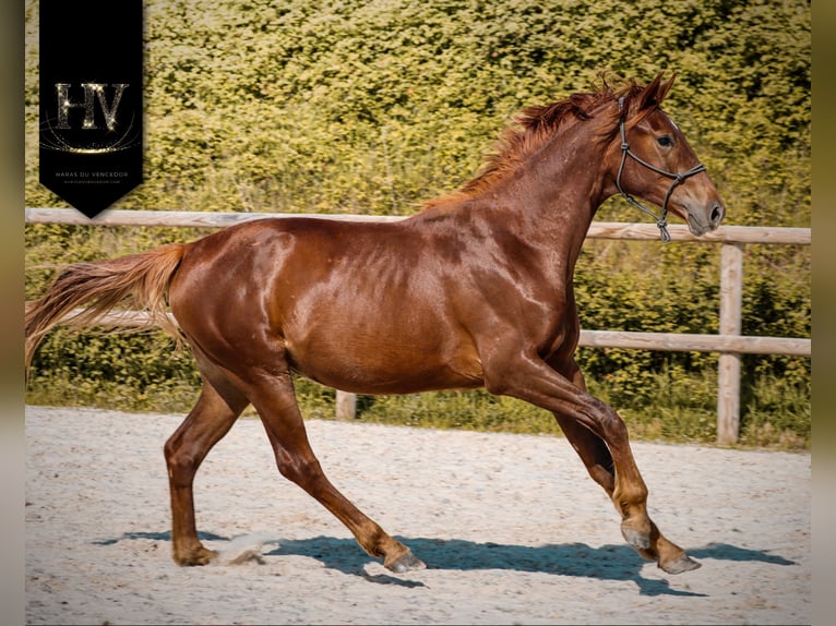KWPN Jument 2 Ans 160 cm Alezan brûlé in Grury
