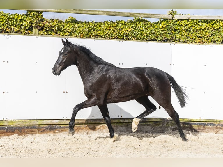 KWPN Jument 2 Ans 160 cm Bai brun foncé in Waddinxveen