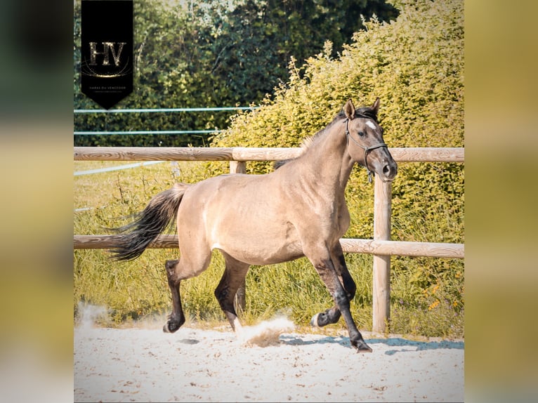 KWPN Jument 2 Ans 160 cm Grullo in Grury