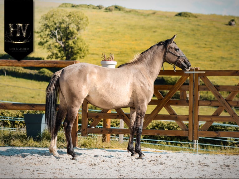 KWPN Jument 2 Ans 160 cm Grullo in Grury