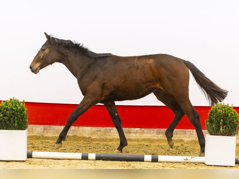 KWPN Jument 2 Ans 161 cm Bai in Waddinxveen