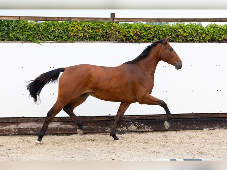 KWPN Jument 2 Ans 162 cm Bai in Waddinxveen KWPN Jument 2 Ans 162 cm Bai in Waddinxveen