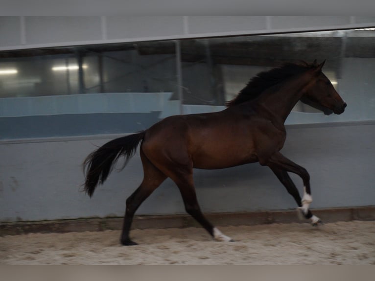 KWPN Jument 2 Ans 164 cm Bai brun foncé in Belsele