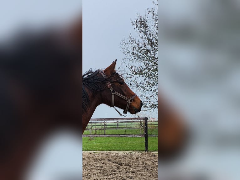 KWPN Jument 2 Ans 164 cm Bai in Andijk