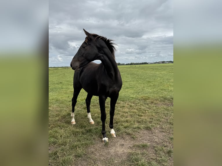KWPN Jument 2 Ans 164 cm Noir in Rinsumageast