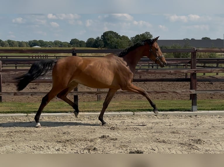 KWPN Jument 2 Ans 165 cm Bai in Zieuwent