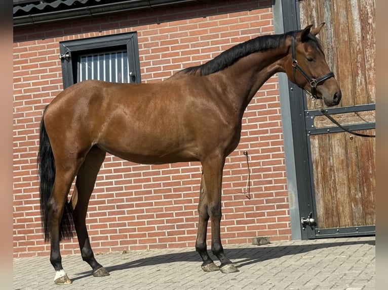 KWPN Jument 2 Ans 165 cm Bai in Zieuwent
