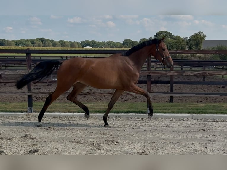 KWPN Jument 2 Ans 165 cm Bai in Zieuwent