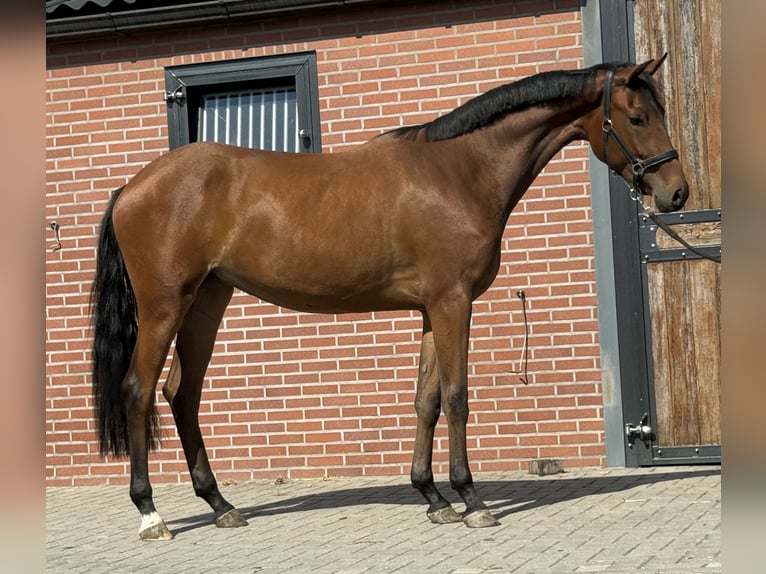KWPN Jument 2 Ans 165 cm Bai in Zieuwent