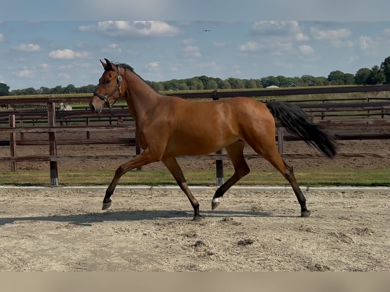 KWPN Jument 2 Ans 165 cm Bai in Zieuwent