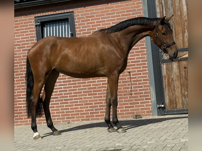 KWPN Jument 2 Ans 165 cm Bai in Zieuwent
