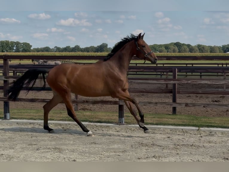KWPN Jument 2 Ans 165 cm Bai in Zieuwent