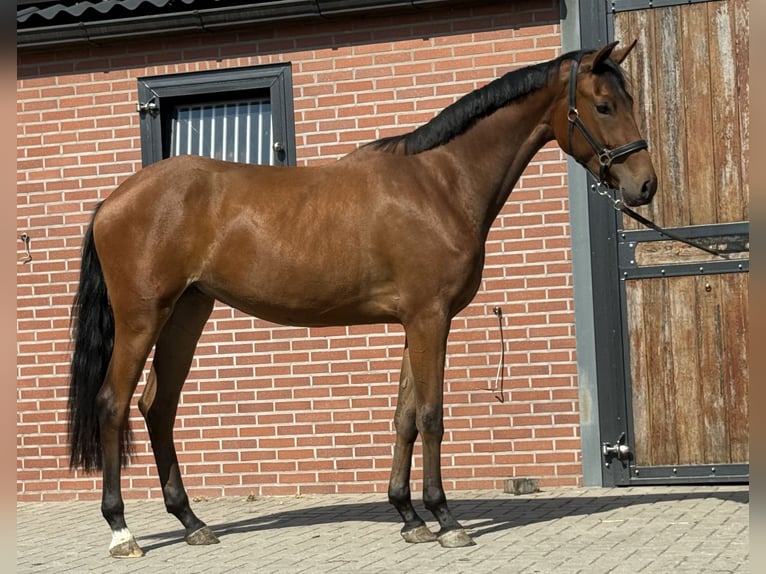 KWPN Jument 2 Ans 165 cm Bai in Zieuwent