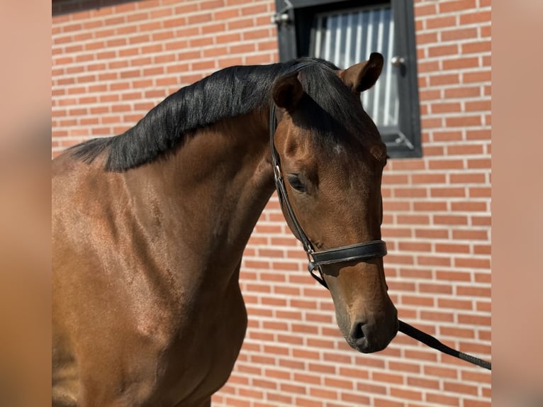 KWPN Jument 2 Ans 165 cm Bai in Zieuwent