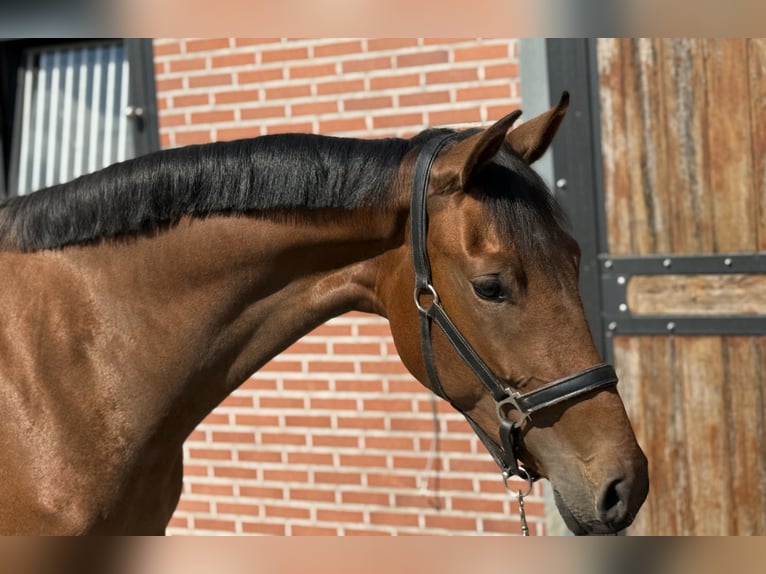 KWPN Jument 2 Ans 165 cm Bai in Zieuwent
