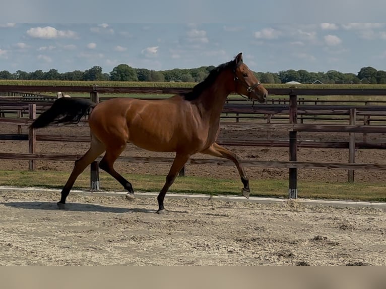 KWPN Jument 2 Ans 165 cm Bai in Zieuwent