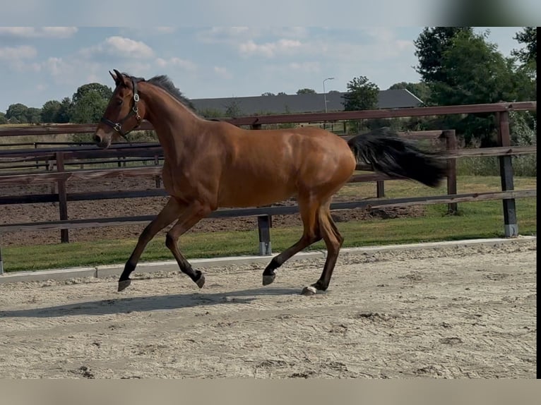 KWPN Jument 2 Ans 165 cm Bai in Zieuwent