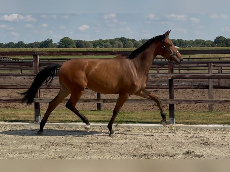 KWPN Jument 2 Ans 165 cm Bai in Zieuwent