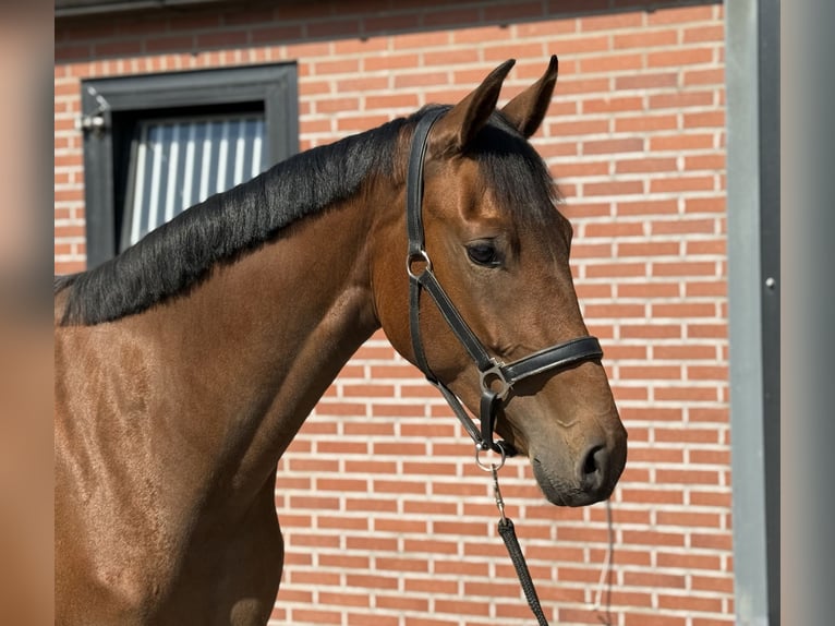 KWPN Jument 2 Ans 165 cm Bai in Zieuwent