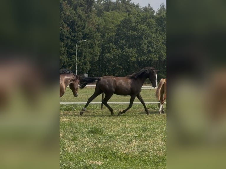 KWPN Jument 2 Ans 166 cm Bai brun in Maasbree