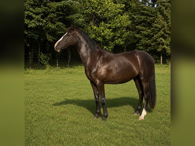 KWPN Jument 2 Ans 166 cm Bai brun in Maasbree