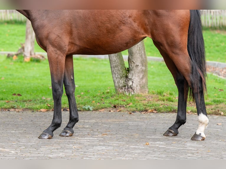 KWPN Jument 2 Ans 167 cm Bai in Veghel