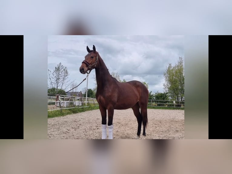 KWPN Jument 2 Ans 168 cm Bai in Ferwoude