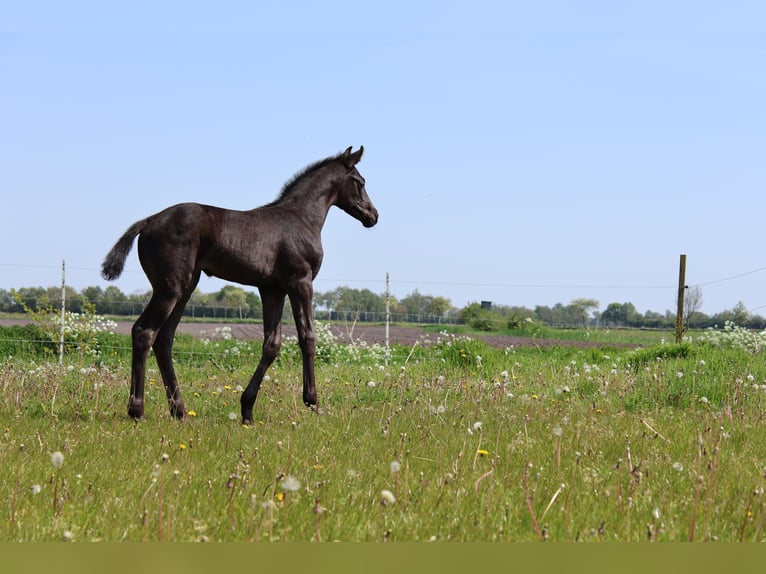 KWPN Jument 2 Ans 170 cm Noir in Emmer-Compascuum