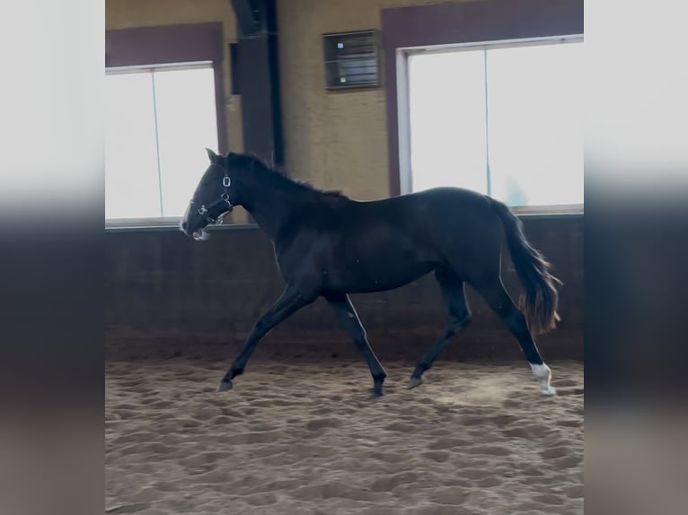 KWPN Jument 2 Ans 175 cm Alezan brûlé in Mönchengladbach