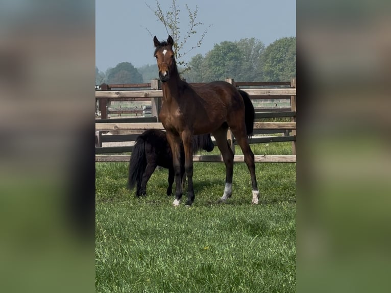 KWPN Jument 2 Ans Alezan in Baarle-Nassau