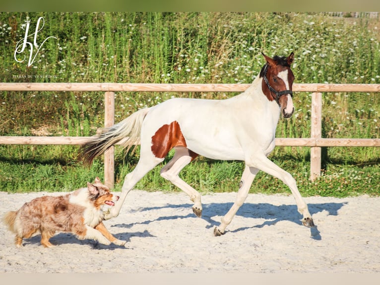 KWPN Jument 2 Ans Tobiano-toutes couleurs in Grury