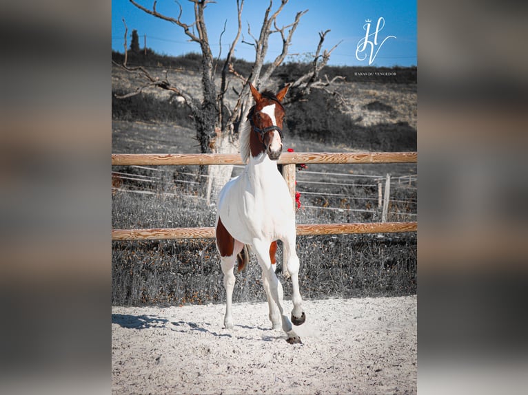 KWPN Jument 2 Ans Tobiano-toutes couleurs in Grury