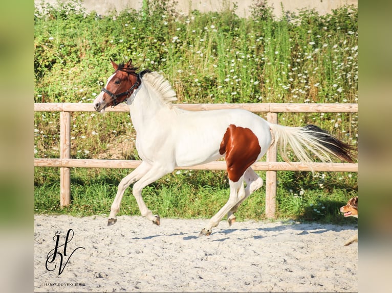 KWPN Jument 2 Ans Tobiano-toutes couleurs in Grury