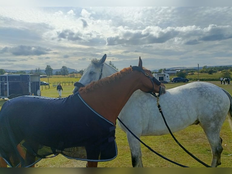 KWPN Croisé Jument 3 Ans 142 cm Alezan brûlé in Stirling