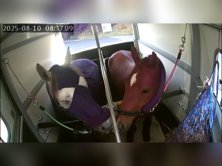 KWPN Croisé Jument 3 Ans 142 cm Alezan brûlé in Stirling