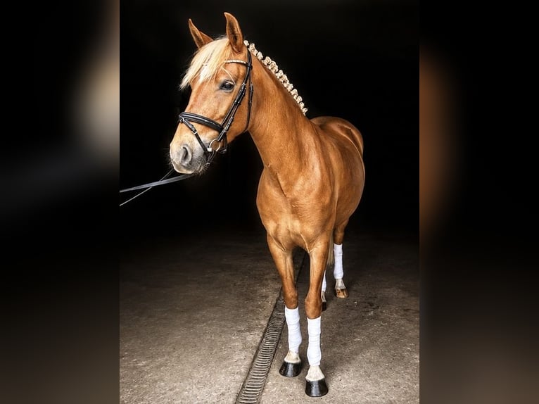 KWPN Jument 3 Ans 148 cm Alezan in Sternberger Burg