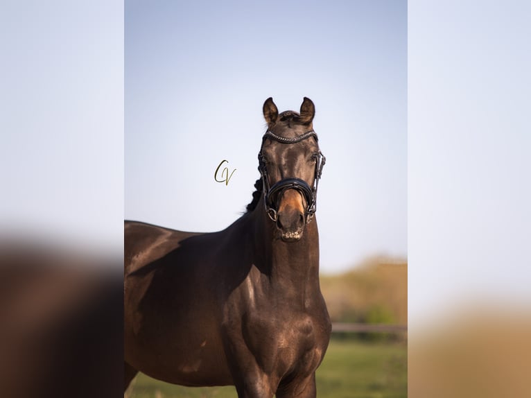 KWPN Jument 3 Ans 155 cm Bai brun in Rotterdam